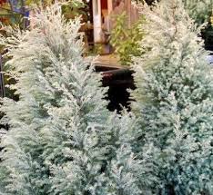 Image result for Chamaecrista wittei