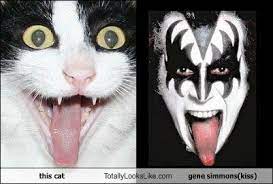 This Cat Totally Looks Like Gene Simmons Kiss Kiss Rock Bands Funny Pictures Funny Animal Pictures