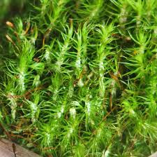 Image result for Campylospermum