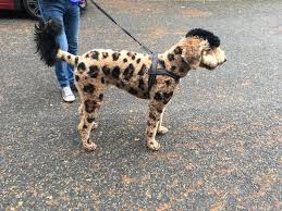 Met This Final Boss King Woofer Cheetah Boi At The Dog Park Today 75 Poodle 25 Golden Retriever 100 Good Boi Rarepuppers