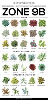 Choosing Succulents For Zone 9 California Florida And Arizona Succulent Landscaping Succulents Small Cactus Plants