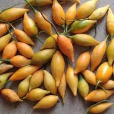 Image result for Tabernanthe elliptica