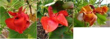 Image result for Gossypioides kirkii