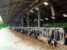 Find & download free graphic resources for cow. Cow Shed At Rs 260 Square Feet Dairy Farm Sheds à¤• à¤Ÿà¤² à¤¶ à¤¡ à¤®à¤µ à¤¶ à¤¶ à¤¡ Peb Metal Buildings Private Limited Pune Id 12931454455