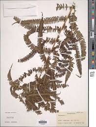 Image result for Pseudocyclosorus pulcher