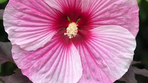Image result for Hibiscus platycalyx
