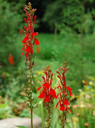 And those towers of flowers like delphinium, hollyhocks, and foxgloves. 22 Plants To Attract Hummingbirds Hgtv