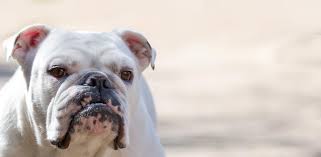 Rescue • rehabilitate • rehome english bulldogs. No Borders Bulldog Rescue Texas