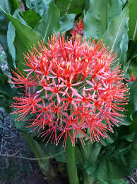 Image result for Scadoxus cinnabarinus