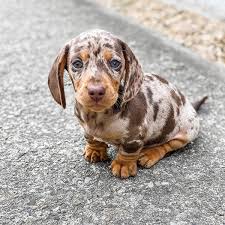 Miniature and long haired | all the info you could ever want about dachshund puppies. Welcome Debbies Dachshund Puppies Debbiesdachshundpuppies Com