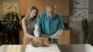 When needed, how to use it, when your dog can do… Dr Marty In 2021 Cat Food Nutritional Therapy Cat Health