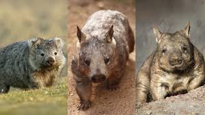 Image result for Common wombat