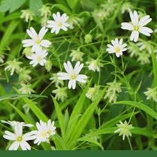 Image result for Stellaria