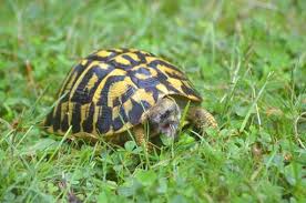 Sonic or ultrasonic devices have been used as repellent controllers for everything from cockroaches to rodents to insects, mainly rats, and mice. Ultrasonic Pest Repeller And Turtles Pest Control Diagram