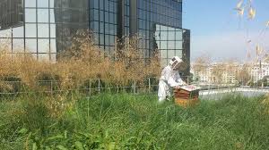 Recolte Du Miel A Beaugrenelle Sur La Plus Grande Toiture Vegetalisee De La Capitale Http Www Pariscotejardin Toiture Vegetalisee Toiture Beaugrenelle Paris