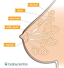 How breasts produce milk in pregnancy and beyond | BabyCentre