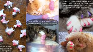 If you want to avoid the pitter patter of tiny kitten paws, then you're going to need to spend about £ there is a large variation on how much it costs for a cremation and it largely comes down to do you want the ashes back. Petition Make Declawing Cats Illegal Change Org