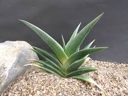 Image result for Aloe veseyi