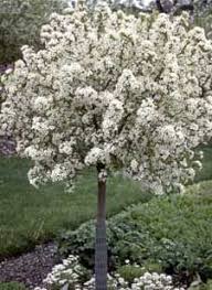 Maybe you would like to learn more about one of these? Jim Whiting Nursery And Garden Center In Rochester Mn Small Ornamental Trees Ornamental Trees Lawn And Garden