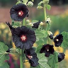 Get all 2593 words beginning with ha here! 47 Flowers That Start With H Ideas Flowers Planting Flowers Beautiful Flowers