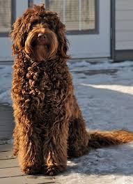 It is not that the apricot labradoodles, blue (silver) labradoodles, white labradoodles, or black labradoodles will be any less quality of a pet, it's simply a matter of supply and demand. Chocolate Labradoodles