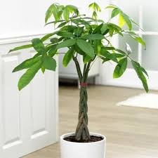 Appropriate to send to the home or office, each gift includes your personal sympathy message. National Plant Network Braided Money Tree Plant With Purpose Tsc7270 At Tractor Supply Co
