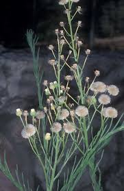 Image result for Erigeron bonariensis