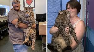 adoptable cat is so big he literally broke the internet