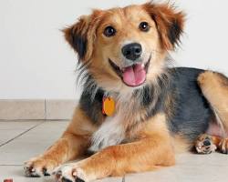 dogの画像