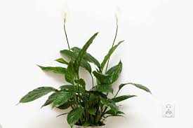 Peace Lilies Spathiphyllum Are An Undemanding Friend To Any Gardener Cursed With A Black Thumb Bedroom Plants Peace Lily Plant Decor