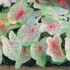 Miss Muffet Dwarf Caladium Plants Foliage Plants Shade Plants