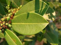 Image result for Erythroxylum emarginatum