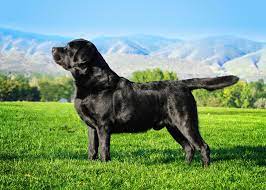Get your own at lancaster puppies! Home To Akc Champion Quality English Labrador Retrievers