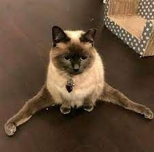 pin na doske photo drole animaux