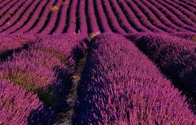 Maybe you would like to learn more about one of these? Wallpaper Field Summer Flowers Close Up Nature France A Lot Lavender Lilac Plantation Provence Bushes Lavender Field Rich Color Images For Desktop Section Pejzazhi Download
