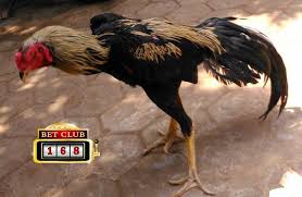 Pin Di Agen Sabung Ayam S128 Bonus Besar