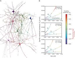 30000 myr = 6088.21683 eur. Constraining Gjc And Rm Values In L2 3 Lbcs By Fitting The Model To The Download Scientific Diagram