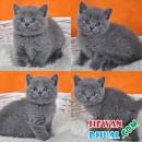 Home - Beauty Tracks Cattery