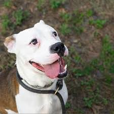 More than 80% of our pets are rescued from alachua county animal services. Gainesville Fl Terrier Unknown Type Small Meet Russet A Pet For Adoption Pet Adoption Pets Terrier