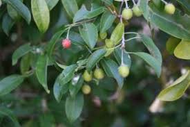 Image result for Mimusops kummel