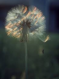 Beautiful Dandelion Dandelion Flower Flowers