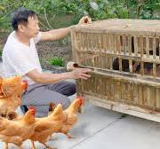DIY chicken cage bell from wood and bamboo / Process henhouse / Chicken Farm