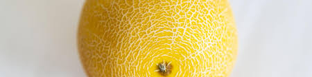 Gambar tanaman melon yang ditanam dalam pot. Exporting Fresh Melons To Europe Cbi