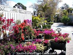 We did not find results for: Buying Plants In South Florida