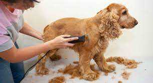 This breed is the smallest of the sporting dog group but has a solid and compact body. Cocker Spaniel Grooming Made Quick And Simple