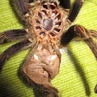 Well it's the end of the world. Euathlus Pulcherrimaklaasi Chocolate Arachnoboards