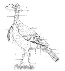 Using the sponge (and clothespin if you'd like), sponge paint one half of the paper plate with red, orange, and yellow paint. Https Nrm Dfg Ca Gov Filehandler Ashx Documentid 23229