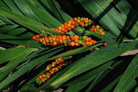 Image result for Chamaedorea radicalis