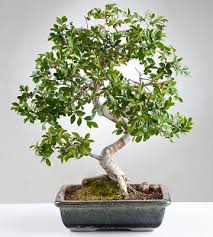 Bonsai Ficus Rempotage Entretien Et Taille Truffaut