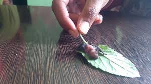 Show me a picture of a bumblebee bat. Bat à¤šà¤®à¤— à¤¦à¤¡ Baby Category Bumblebee Bat The Smallest Bat In The World Youtube